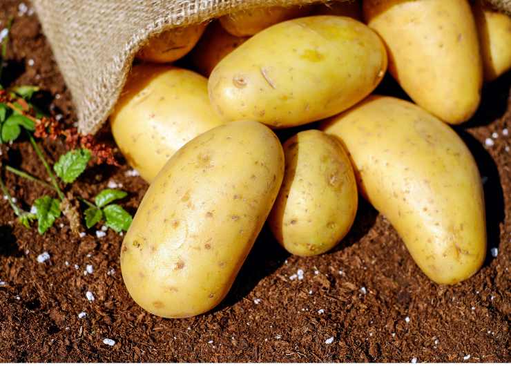 patate